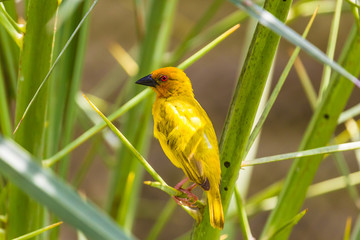 Eastern golden weaver. Zanzibar, Tanzania.