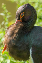 black stork at the Prague Zoo