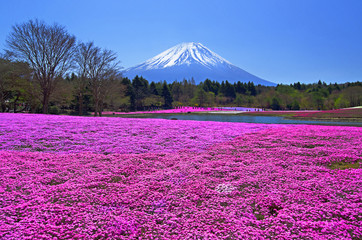 Naklejka premium Fuji Shibazakura