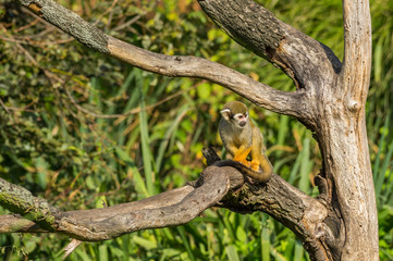 squirrel monkey on the tree