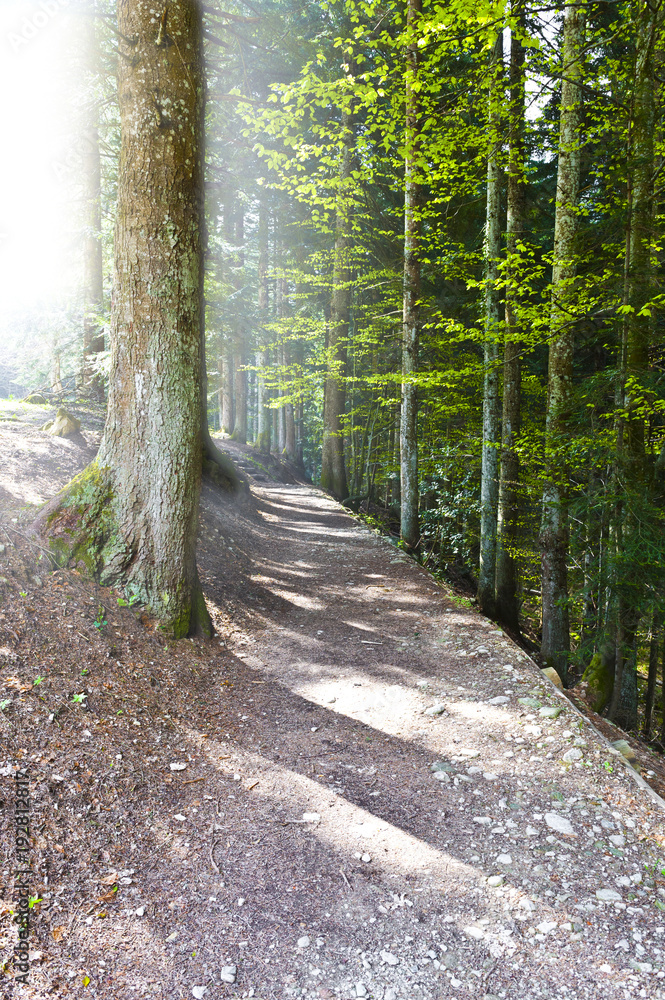 Wall mural morning mist in alps