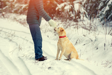 Labrador retriever dog and man playing on the road in the forest in winter