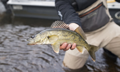 walleye in waders