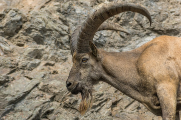 Mountain goat at the Prague Zoo