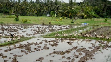 Ducks in a rice paddy, Indonesia, Asia