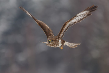 Mäusebussard