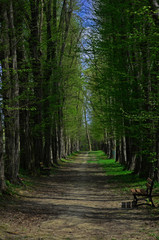 alejka w parku  © wedrownik52