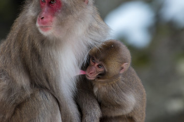 日本猿の親子、授乳中、2月の寒い時期、神庭の滝にて