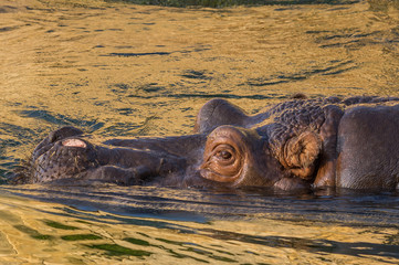 hippopotamus at the Prague Zoo