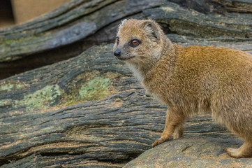 mongoose at the Prague Zoo