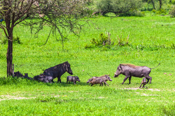 Warthogs in Tarangire National Park, Tanzania.