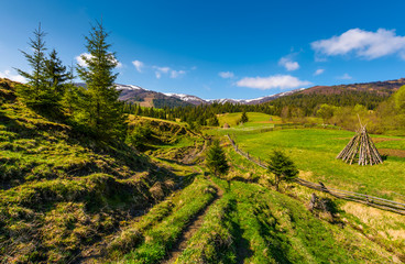 Fototapeta na wymiar spruce trees over the grassy slope. beautiful springtime landscape of rural area. wooden fence around the agricultural field. mountain ridge with snowy tops in the distance