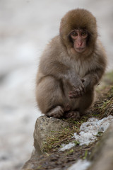 神庭の滝の日本猿の子