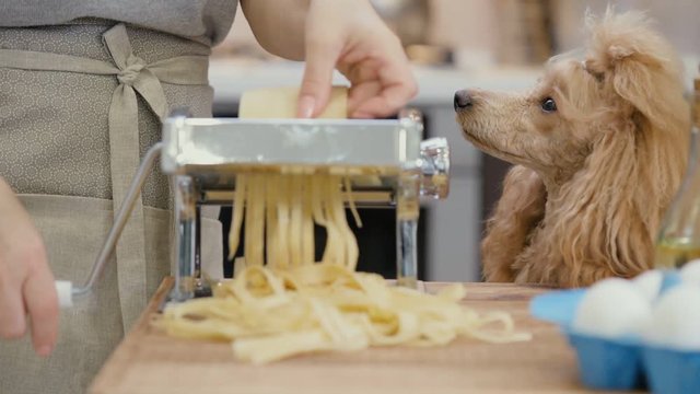 Cinemagraph - Woman's hands use a pasta cutting machine. The dog looks at the woman. Motion Photo.