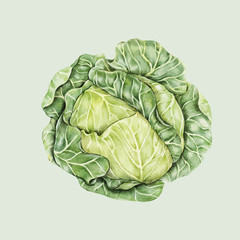 Fototapeta premium illustration of Hand drawn vegetable collection