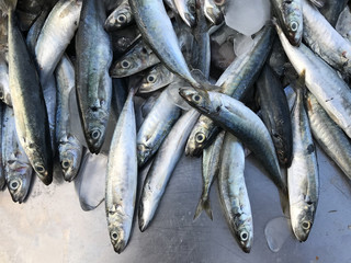 Obraz premium Fresh Saba fish in market. Phuket in Thailand.