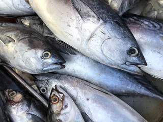 Fresh Saba fish in market. Phuket in Thailand.
