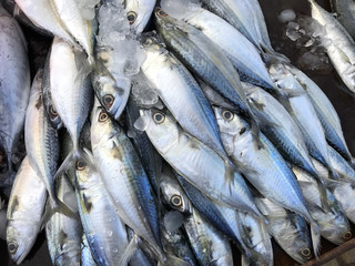 Fresh Saba fish in market. Phuket in Thailand.