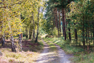 Wanderweg in einem Park oder Wald bei sonnigem Wetter