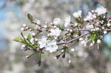 blooming white flowers in the spring cherry twigs