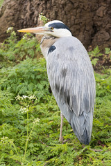 Grey heron on green grass