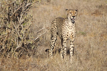 African Safari - Cheetah at Tsavo East Park Kenya