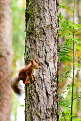 red squirrel on a tree in summer day