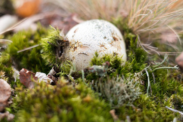 Pilz im grünen Moos