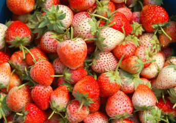 strawberry fruit in garden