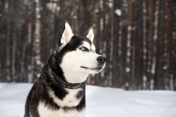 Dog breed Siberian Husky porrait in winter forest
