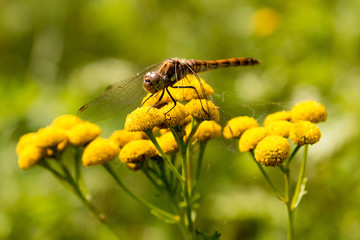 Libelle auf einer gelben Blume