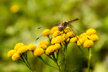 Libelle auf gelber Blüte