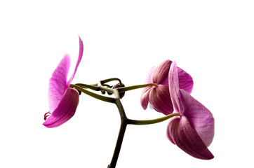 Purple orchid on a white background.