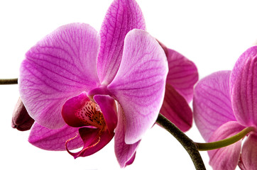 Purple orchid on a white background.