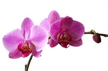 Fototapeta na wymiar Purple orchid on a white background.