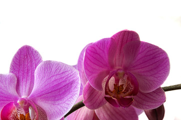 Fototapeta premium Purple orchid on a white background.