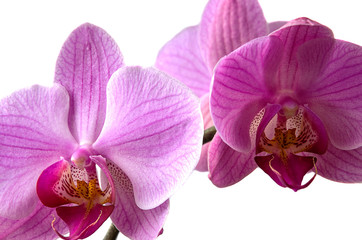 Purple orchid on a white background.