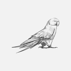 Illustration of a parrot bird