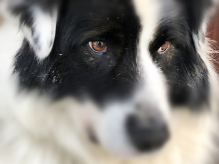 Very beautiful eyes of a dog