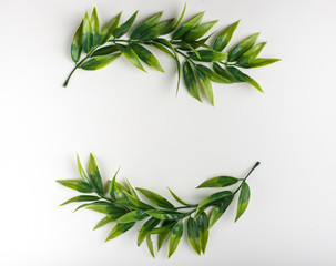 Branches with green leaves on a white background