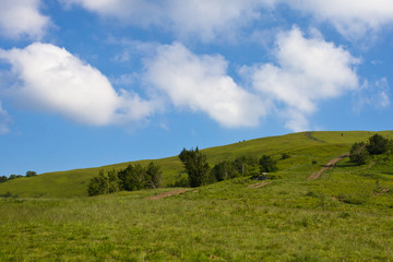 Obraz premium A beautiful landscape, the road along which trees grow leaves into the sky