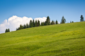 Obraz premium Fir trees stand on a green hill in the background of beautiful clouds