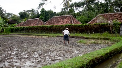 Old farmer is preparing his rice field for harvesting and producing rice. The man is working with his traditional harvest equipment.