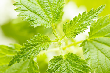 Growing stinging nettle