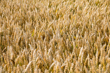 Reifes Kornfeld Getreidefeld