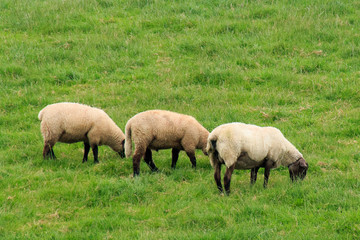 Naklejka na ściany i meble Schafe auf der Weide am Wattenmeer