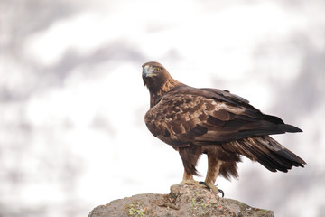 The Golden Eagle (Aquila chrysaetos) with snowy background