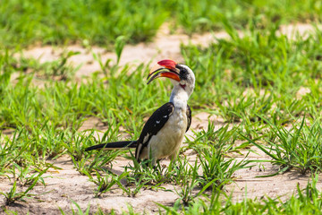 Tanzanian red-billed hornbill. Tarangire National Park, Tanzania.