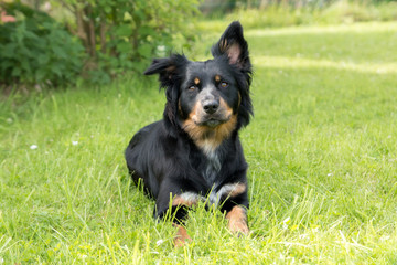 Border Collie Mix auf einer Wiese