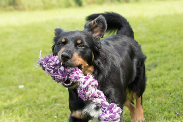 Border Collie Mix auf einer Wiese
